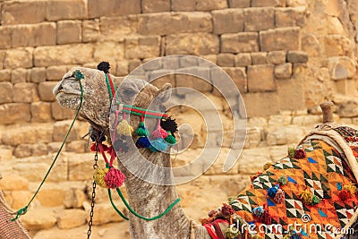 Ð¡lose-up of camel on the Giza pyramid background Stock Photo